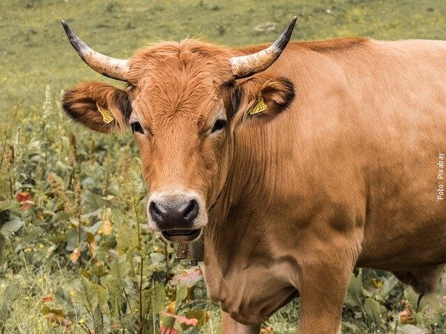 foto de una vaca