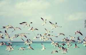 ¿Qué significa soñar con pájaros? ¡Libera tus deseos!
