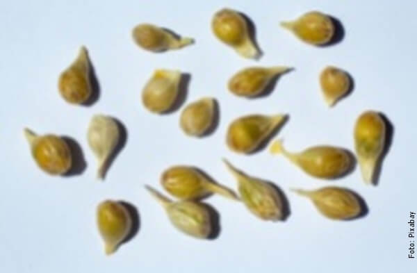 foto de semillas de limones