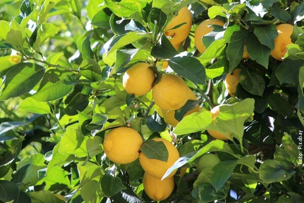 foto de árbol de limones