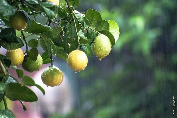 foto de limones