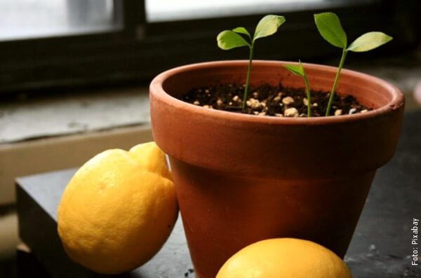 foto de planta de limón