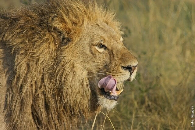foto de un león