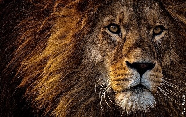 foto de león