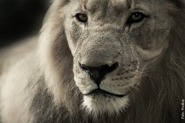 foto de león viejo