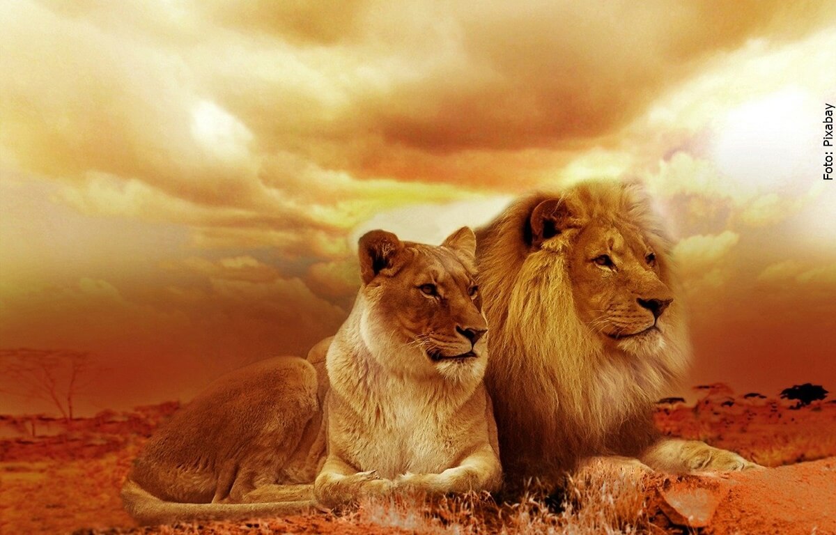 ¿Qué significa soñar con leones? ¡Es sorprendente!