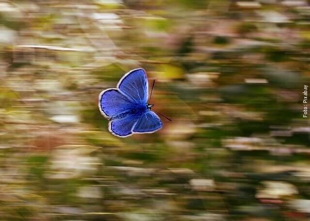 foto de mariposa