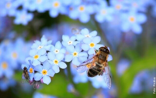 foto de abejas