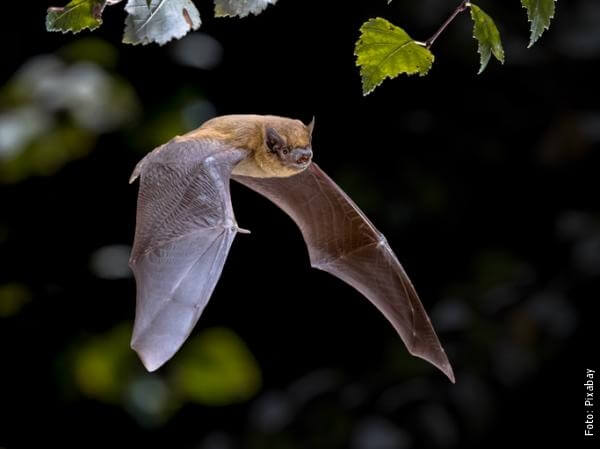foto de murciélagos