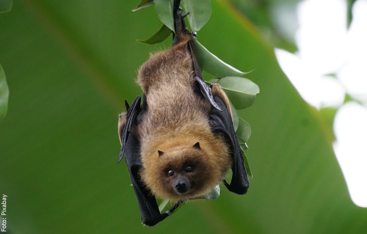 ¿Qué significa soñar con murciélagos? ¡Te vas a sorprender!