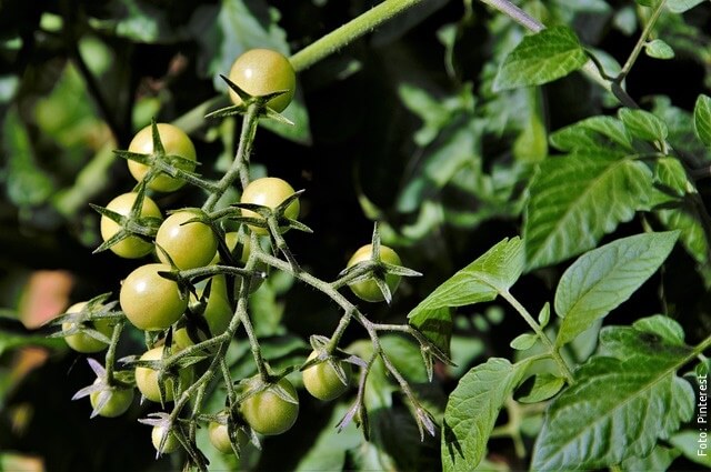 foto de tomates verdes