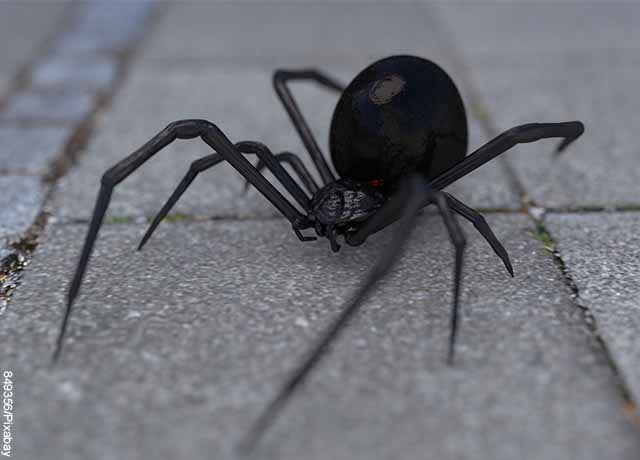 Niños se dejaron picar por araña viuda negra para convertirse en Spider-Man