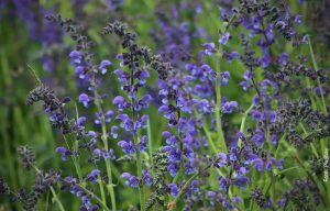 ¿Para qué sirve la salvia? ¡Te sorprenderán sus propiedades!