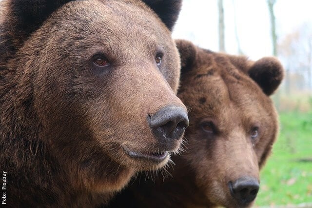 foto de osos