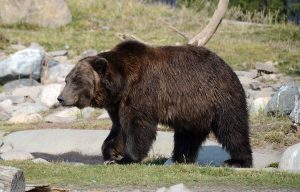 ¿Qué significa soñar con osos? ¡La interpretación es sorprendente!