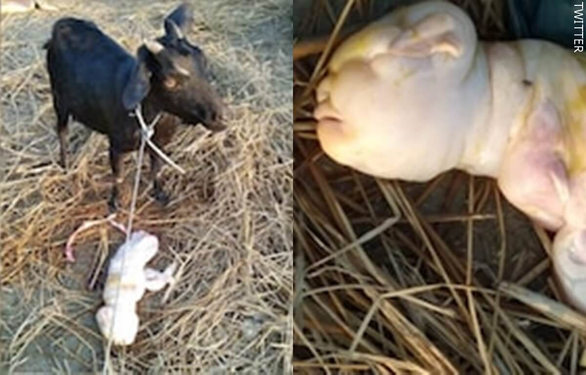 Una cabra con cara de humano conmocionó en India