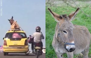 ¡Colombianada! Burro sobre un taxi conmociona las redes sociales