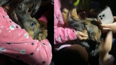 Perro es rescatado de maltratador en Bogotá por 30 vecinos