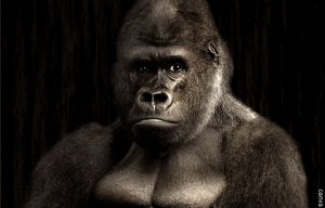 ¡Increíble! En 1935 hallaron el verdadero King Kong