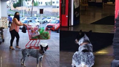 Perrito esperaba a su dueña fallecida frente a un supermercado