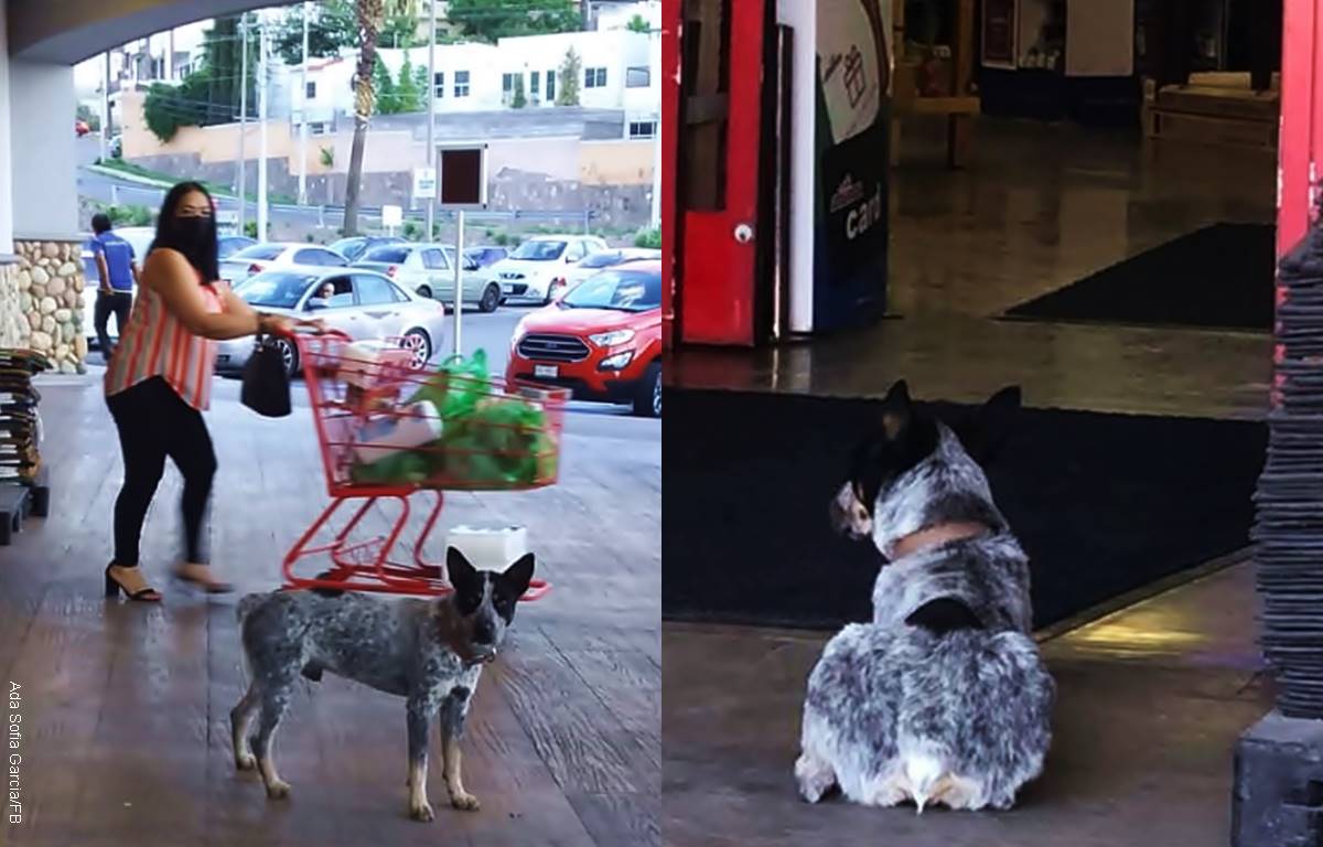 Perrito esperaba a su dueña fallecida frente a un supermercado