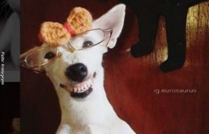 El perro más sonriente del mundo conquista Instagram