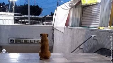 Hachikō mexicano: Perrito espera a su dueña a la salida del metro