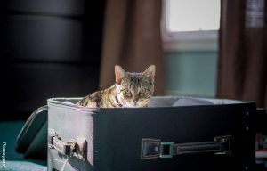 Niño metió a su gato en maletín y se lo llevó al jardín, ¡qué ternura!