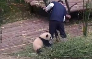 Este panda no se le despega a su cuidador. ¡Qué ternura!