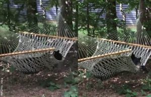 Oso se apoderó de una hamaca para tomar una siesta