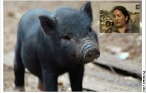 ¿Mujer amamanta a cerdito en televisión?