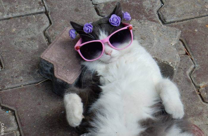 Foto de un gato con gafas negras