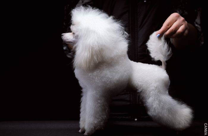 Foto de un perro french poodle miniatura
