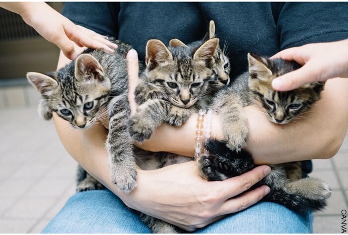Fotografía de una persona alzando 4 gatos en adopción