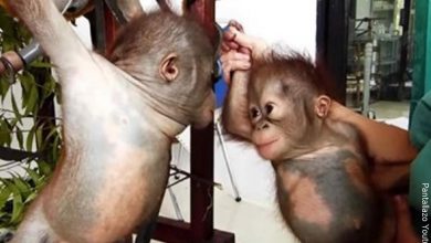 Video: Amor a primera vista entre dos orangutanes bebés