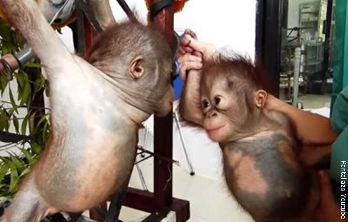 Video: Amor a primera vista entre dos orangutanes bebés