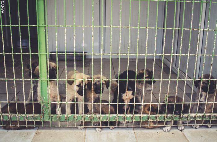 Foto de perros en un refugio