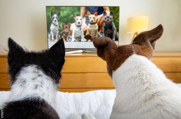 Foto de perros viendo un televisor