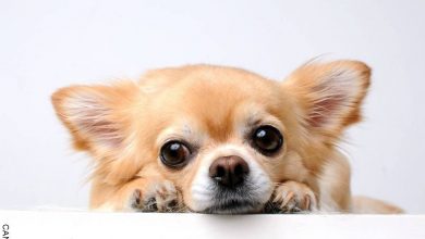 Adopción razas de perros pequeños, ¡una buena opción!