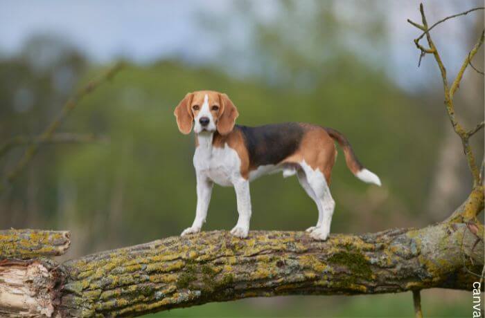 Foto de un beagle