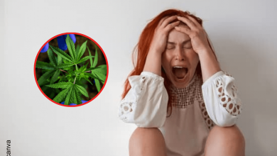 Consumir cannabis aumenta el riesgo de sufrir esquizofrenia, según estudio