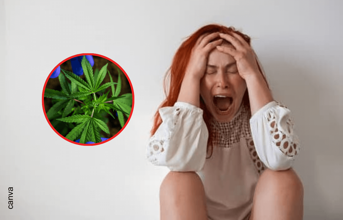 Consumir cannabis aumenta el riesgo de sufrir esquizofrenia, según estudio