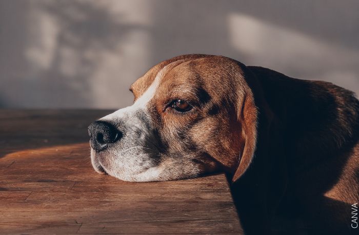 Foto de un perro triste con la cabeza sobre una mesa