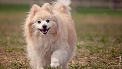 Razas de perros pequeños para niños, ¡mascotas ideales!