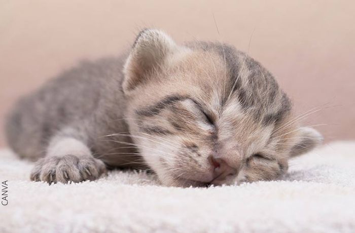 Foto de un gatito recién nacido