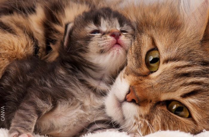 Foto de un gatito pequeño recostado en su madre
