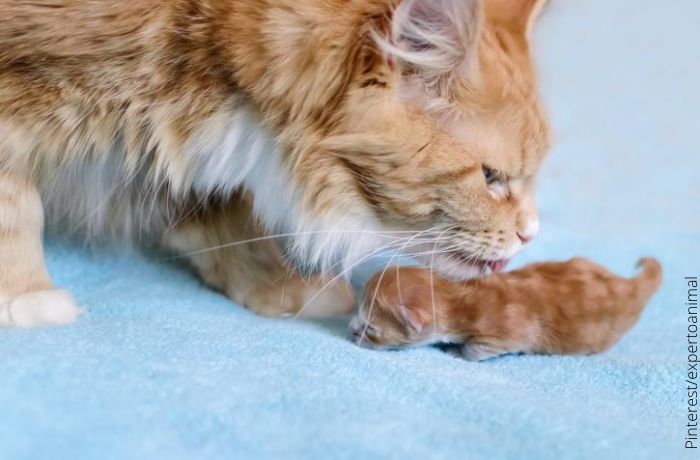 Foto de una gata bañando a su gatito recién nacido