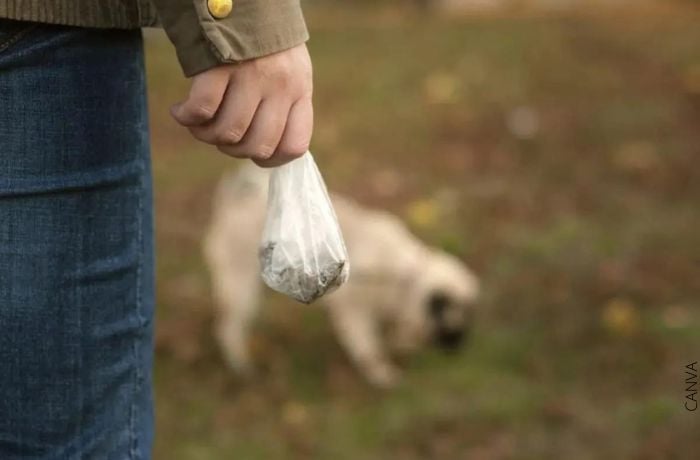 Foto de una mano con una bolsa de excremento y un perro de fondo