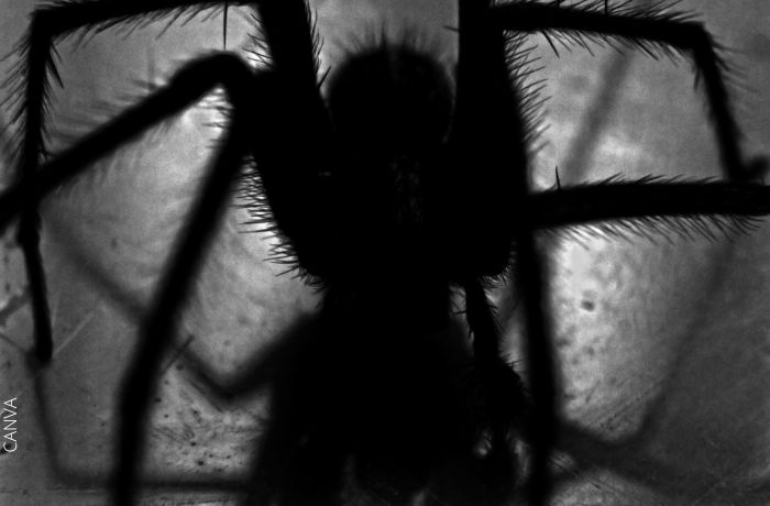 Foto de una araña completamente negra