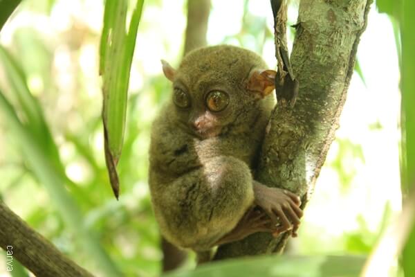 Foto de mico Bohol en un árbol.